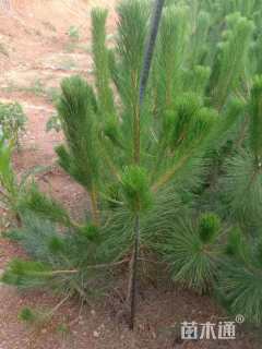 高度100厘米黑松