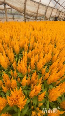 高度20厘米鸡冠花