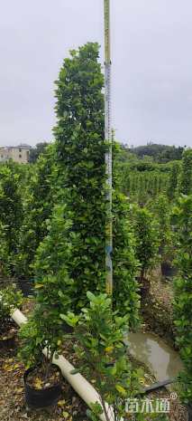 高度180厘米火山榕