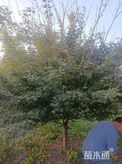 12公分鸡爪槭