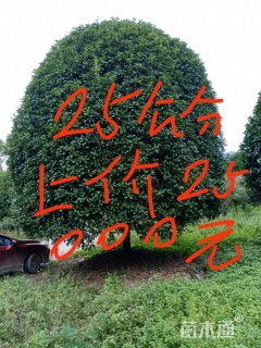 30公分桂花