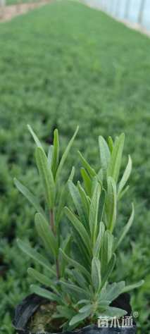 高度15厘米薰衣草