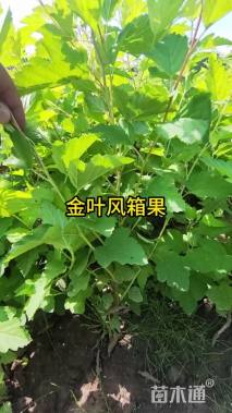 高度100厘米金叶风箱果