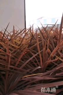 高度100厘米朱蕉