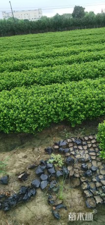 高度35厘米小叶栀子