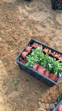 高度25厘米龙胆鼠尾草