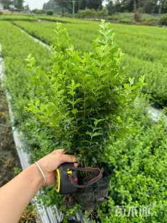 高度30厘米小叶女贞