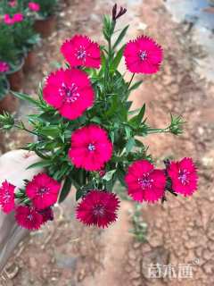 高度25厘米欧石竹