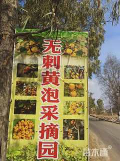 高度15厘米黄树莓