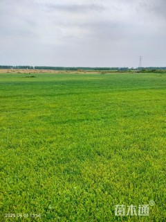 草卷状百慕大草