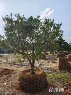 10公分造型黄杨