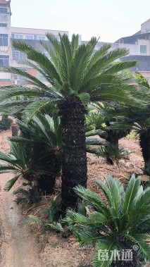 裸干高30厘米苏铁