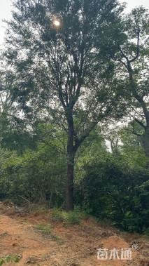 55公分榆树