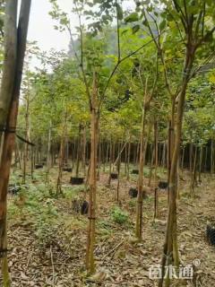 2公分黄花风铃木