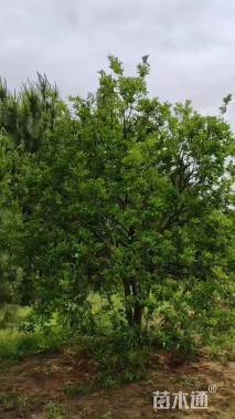 20公分丛生香橼