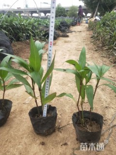 高度25厘米翠芦莉