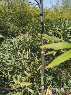 地栽苗紫竹
