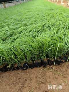 高度20厘米紫穗狼尾草