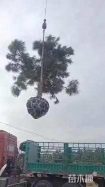 高度300厘米黑松