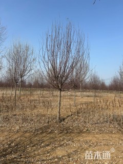 10公分绚丽海棠