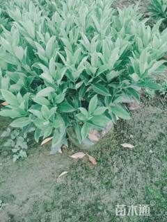 高度60厘米非洲茉莉