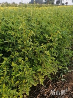 高度30厘米蔷薇