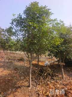 10.1公分高杆桂花