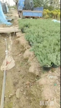 高度30厘米迷迭香