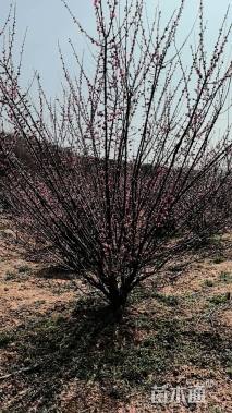 15公分丛生红梅