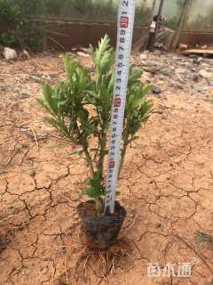 高度28厘米木春菊