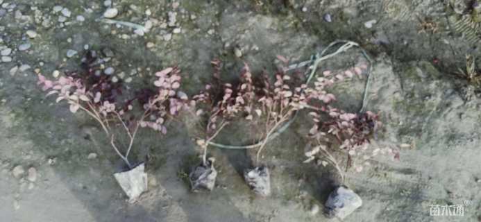 高度30厘米红花继木