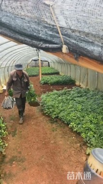 高度20厘米鸭脚木