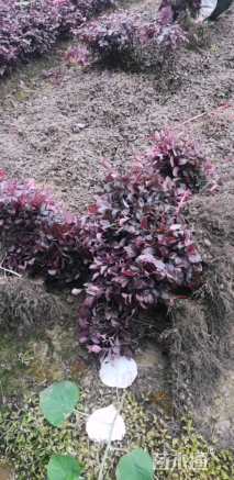 高度40厘米红花继木