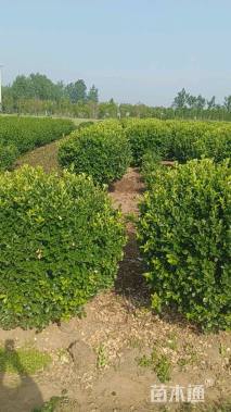 冠幅180厘米卫矛球