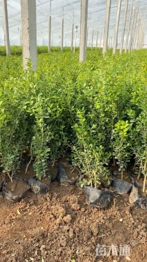 高度45厘米小叶黄杨