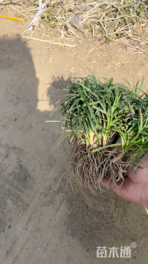 高度10厘米麦冬