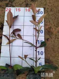 20公分红叶石楠