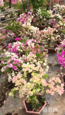 高度30厘米三角梅