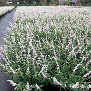 高度50厘米鼠尾草