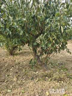 10公分造型红梅