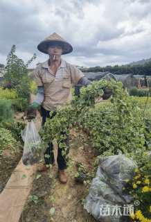 高度50厘米花叶蔓长春