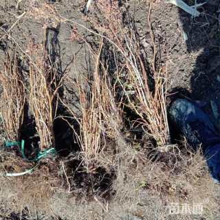 高度30厘米喷雪花