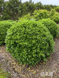 冠幅200厘米海桐球