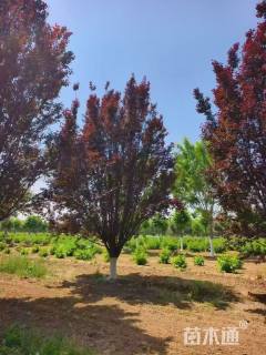 20公分紫叶矮樱