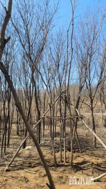 高度800厘米丛生五角枫