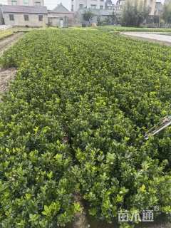 高度30厘米大叶黄杨小苗