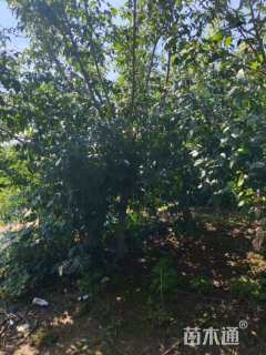 高度300厘米蜡梅