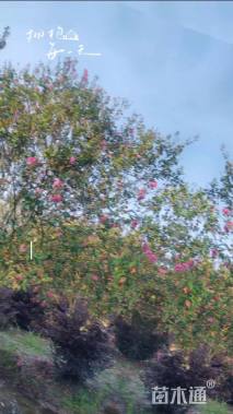 高度450厘米大红紫薇