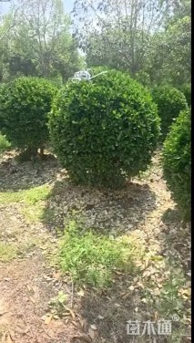 高度150厘米大叶黄杨