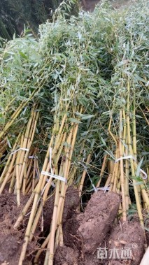 地栽苗金镶玉竹